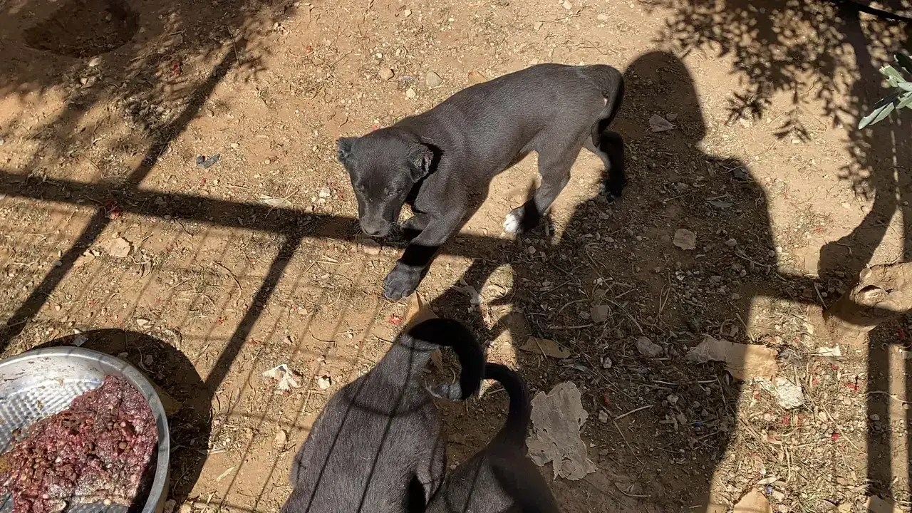 26 Günlük Yavruları Kulaklarını Kesip 40 Bin Liraya Satıyorlar 2